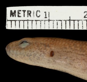 Media type: image;   Herpetology R-100548